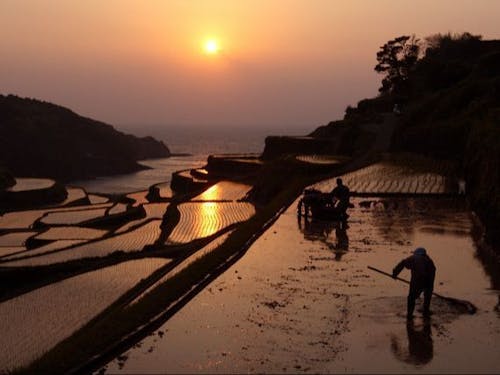 夕日が暮れていく浜野浦の棚田です。この美しい景色を、後世に繋ぐための仕事です。