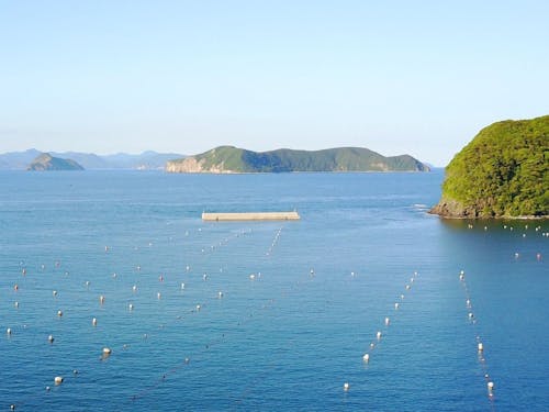 海士町の海で育てるいわがき