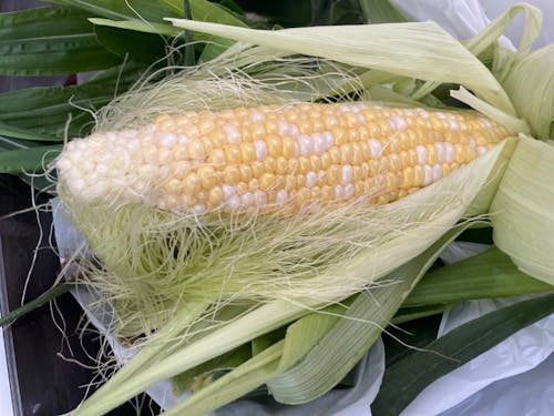 採って2時間のとうもろこしを味わえるなんて、お金では買えない贅沢です！