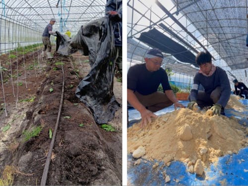 左側：ピーマンハウスの撤去作業／右側：堆肥作り（ぼかし肥）