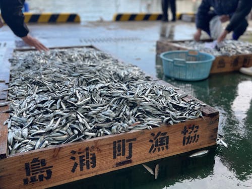 かつて「いわしの舞う島」と呼ばれたほど、網漁が盛んな島野浦島