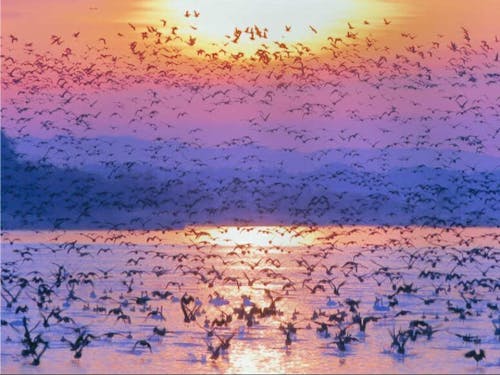 【栗原】伊豆沼/マガンの飛び立ち