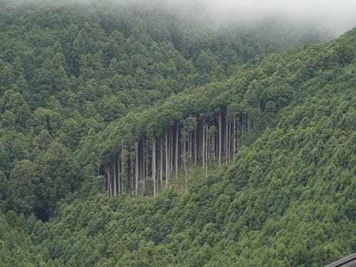 川上村の森林面積は村の約95%を占めています。その内7割は吉野杉・檜なんです。