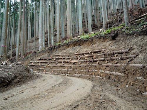 道の上に植えられていた木を組み合わせて、斜面が崩れないようにしていきます。