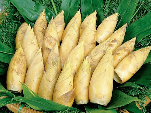 旬に先駆けて早ぼりたけのこ掘り体験も