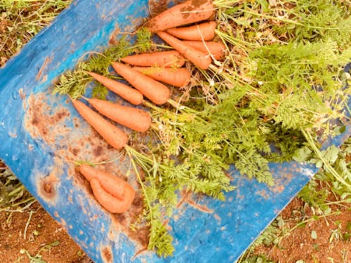 【課題解決②】にんじん収穫体験 (お土産付き)