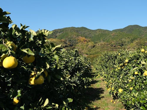 一面に広がる文旦畑