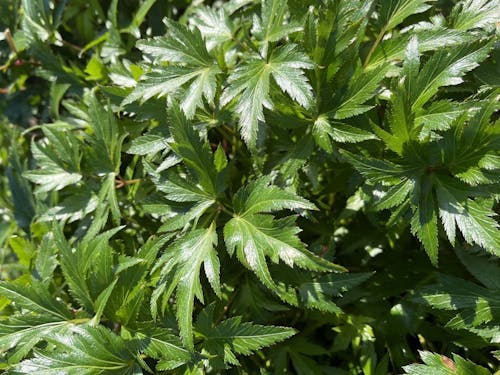 ヤマトトウキの葉