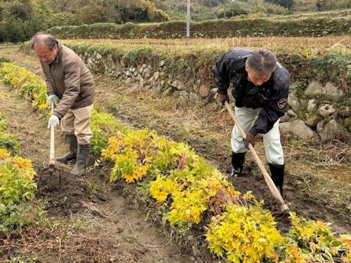 掘り取りをしている様子