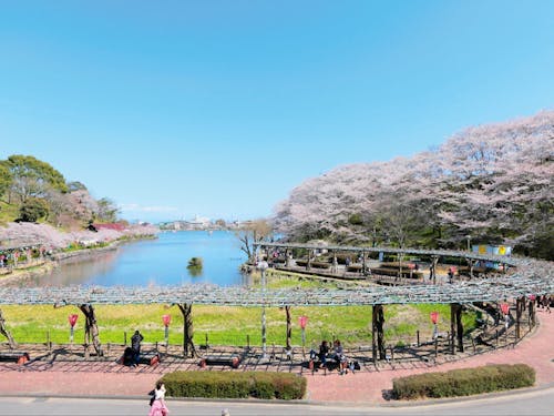 市外からも人が集まる人気の蓮華寺池公園です☆