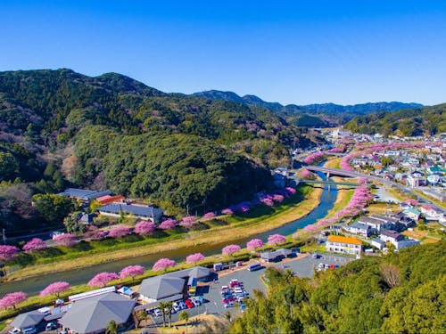 みなみの桜と菜の花まつり