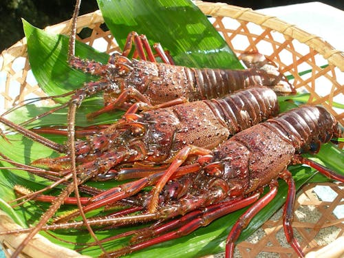 県内漁獲高1位!! 伊勢海老