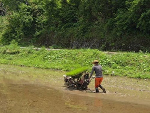 人生初の田植え
