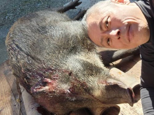 わな猟で捕らえたイノシシ