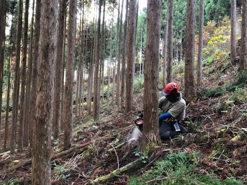 伐採作業（林業振興活動員）