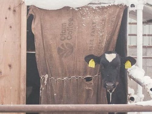 お試し就業で地域での仕事のイメージも（酪農）