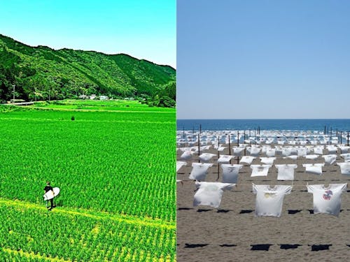 三原村 広大な水田 黒潮町 Tシャツアート展