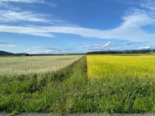そばの花と稲が背比べしています☀