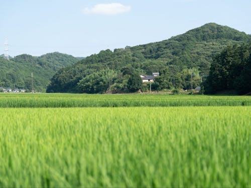 山や田畑に囲まれた、のんびりとした空気のある町です