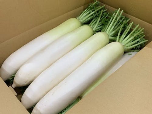 特産品「青首だいこん」