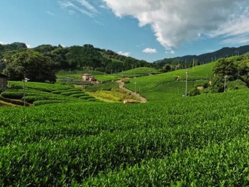茶源郷・和束町(わづかちょう)。町全体に茶畑が広がっています