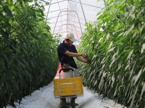 万願寺とうがらしの収穫作業の様子