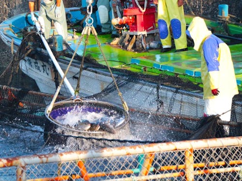 カンパチの養殖