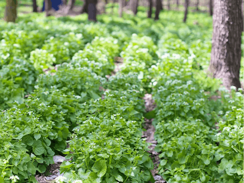 岩泉町の畑わさび