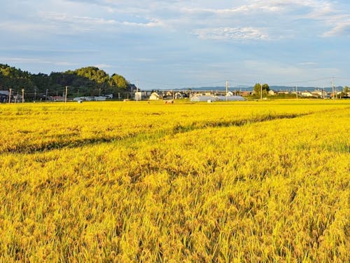 秋は黄金色に染まる景色