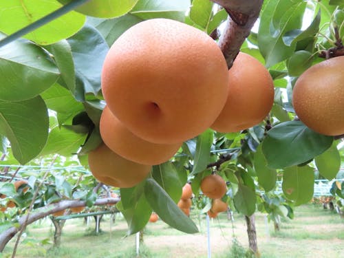 加賀では梨の担い手が増えています。