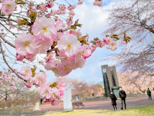 春になると満開の桜が見られます