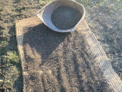 天日干しで水分調整