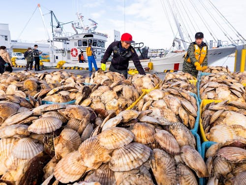 野付の海が育む「海の宝物」。かごいっぱいのホタテは、鮮度もボリュームも満点です。