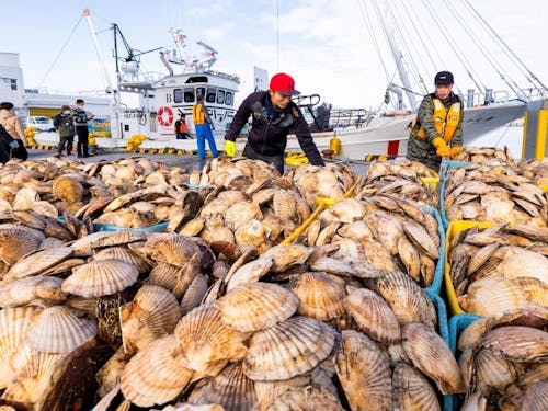 野付の海が育む「海の宝物」。かごいっぱいのホタテは、鮮度もボリュームも満点です。
