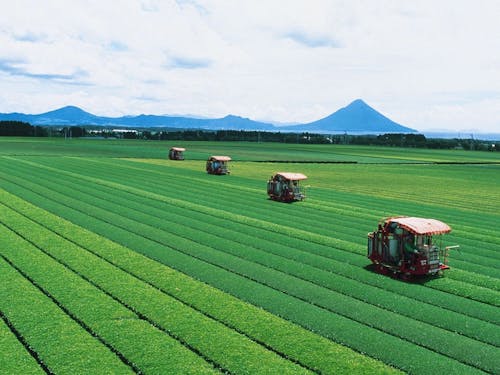 ゲストの暮らす南九州市_知覧茶畑
