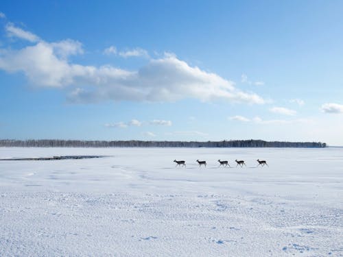 晴天のゲレンデを、鹿の家族がのんびりとお散歩。こんな風景が身近にあります。
