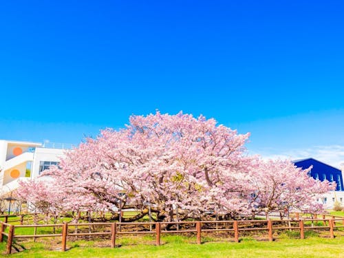 空の青に映える千島桜。別海で桃色の息吹を感じませんか?
