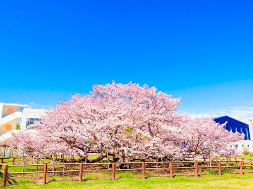 空の青に映える千島桜。別海で桃色の息吹を感じませんか？