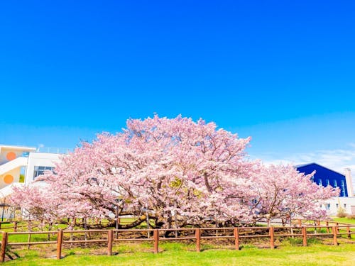 空の青に映える千島桜。別海で桃色の息吹を感じませんか?