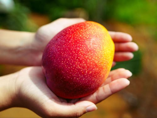 和泊町が誇る完熟マンゴー。島の「一番のファン」として、その感動を届けて欲しい。