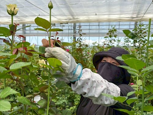 南大隅の多様な農業を、現場でたっぷり感じられます!写真はバラのハウスでの作業です