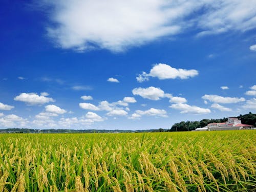 雄大な自然が魅力。高い土地・建物がなく空が広いのも魅力の一つ。