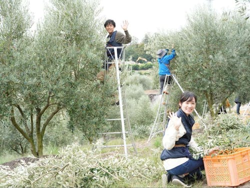 秋はオリーブの収穫を(一例)