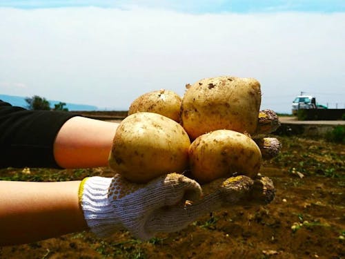 大野台地で育った自慢のじゃがいも。自然の恵みもたくさん