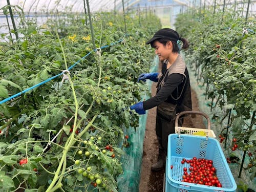 新規就農者も多いミニトマト農家