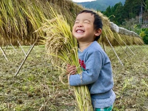 稲刈りを手伝う息子さん
