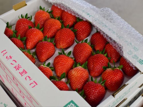 町内の他のいちご農家さんとも提携し、1年中いちごが出荷できる体制を構築。