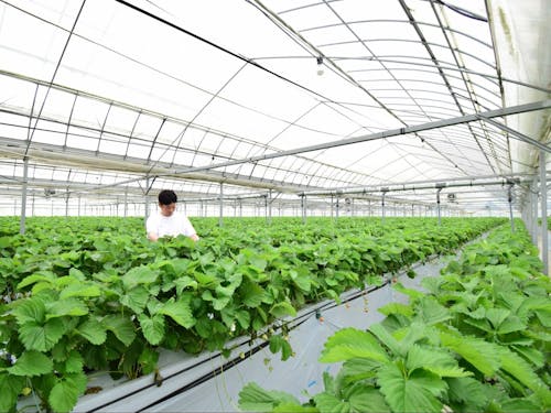 いちごが育つビニールハウス。約1万2000本の苗が植えられています。