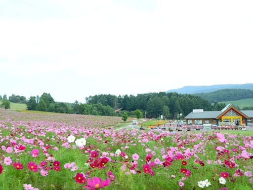 遠軽町内には1000万本が咲く日本最大級のコスモス園があります。