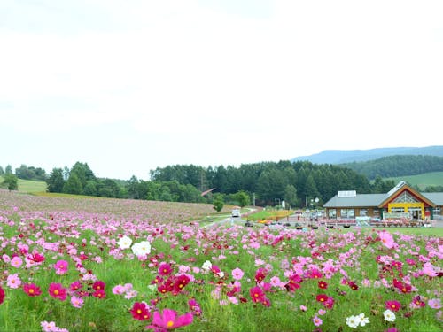 遠軽町内には1000万本が咲く日本最大級のコスモス園があります。